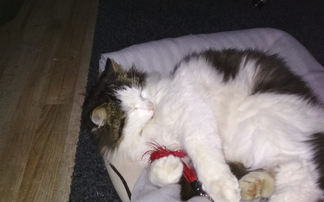 Samy, Volders(11/20)