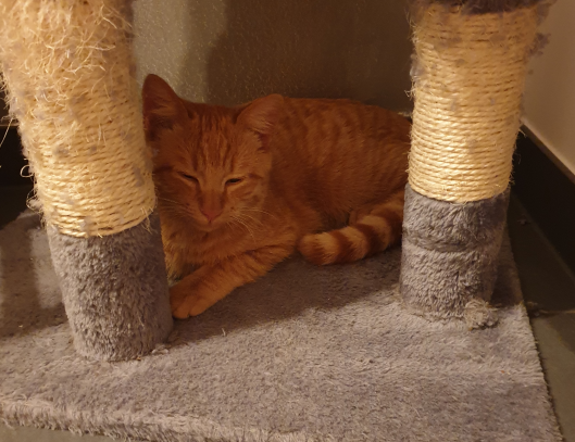 Simba, Polling(11/20)