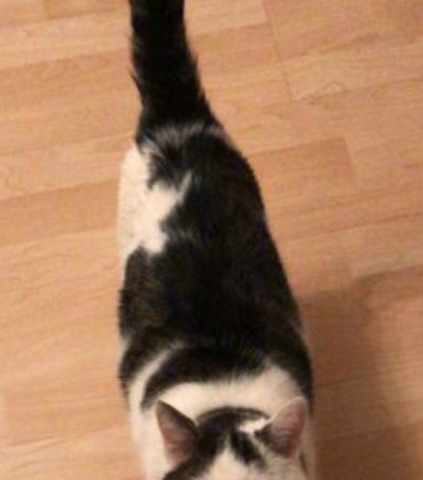 Kater, St. Johann (10/20)