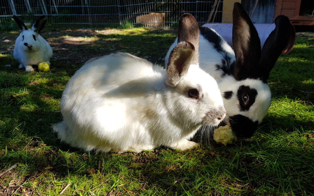 Kaninchen