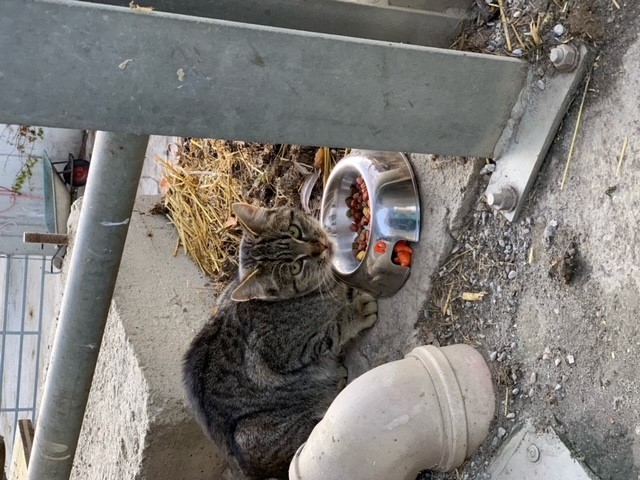 Katze, Weerberg(11/20)
