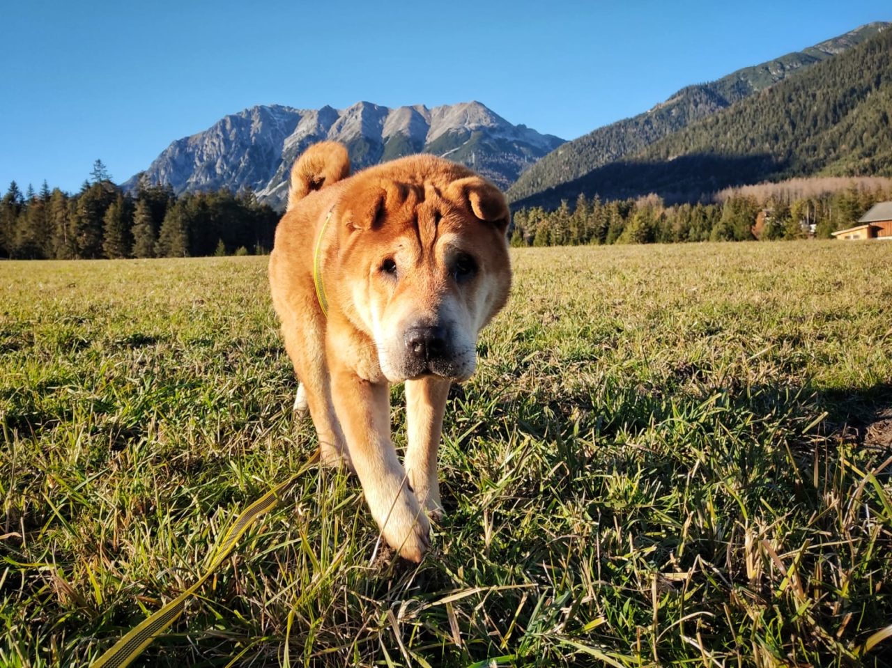 Frau mit hund sucht mann mit herz rasse