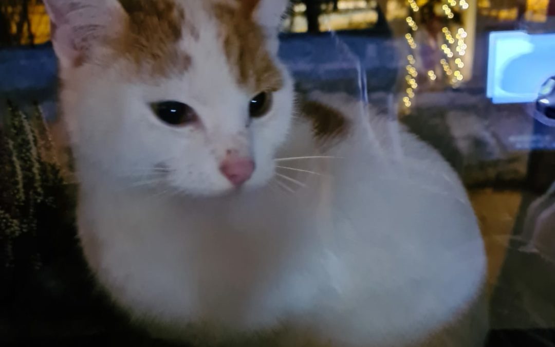 Katze, Achenwald (12/20)