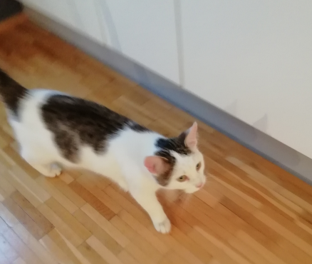 Katze, Arzl(12/20)
