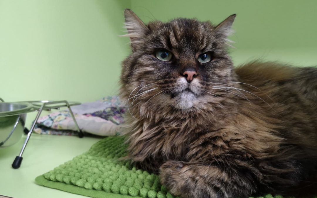 Katze, Flaurling(12/20)