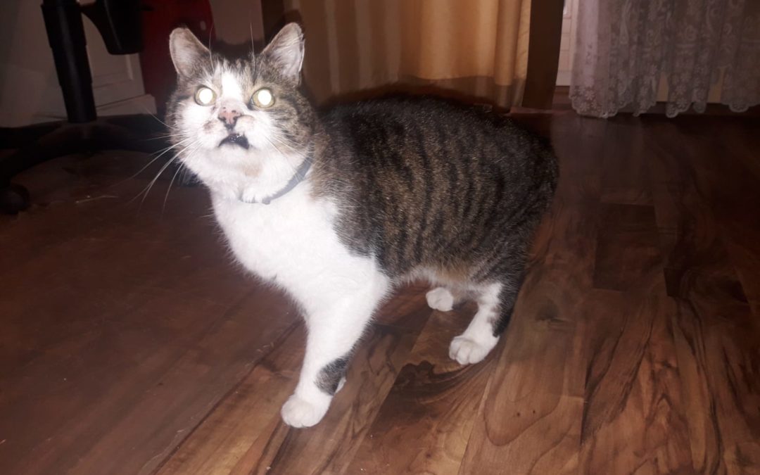 Kater, Innsbruck (12/20)