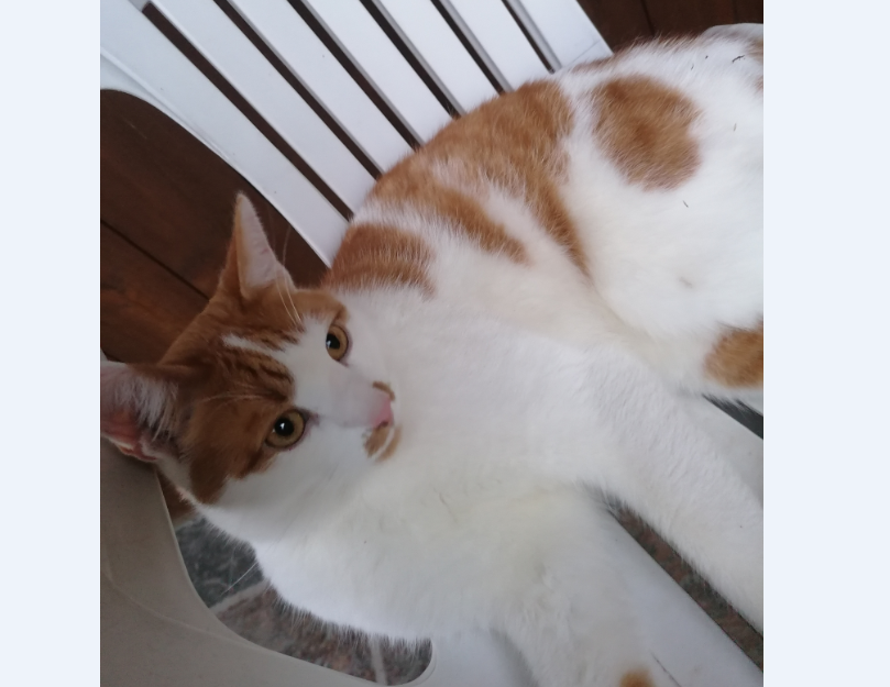 Kater, Hainzenberg(12/20)
