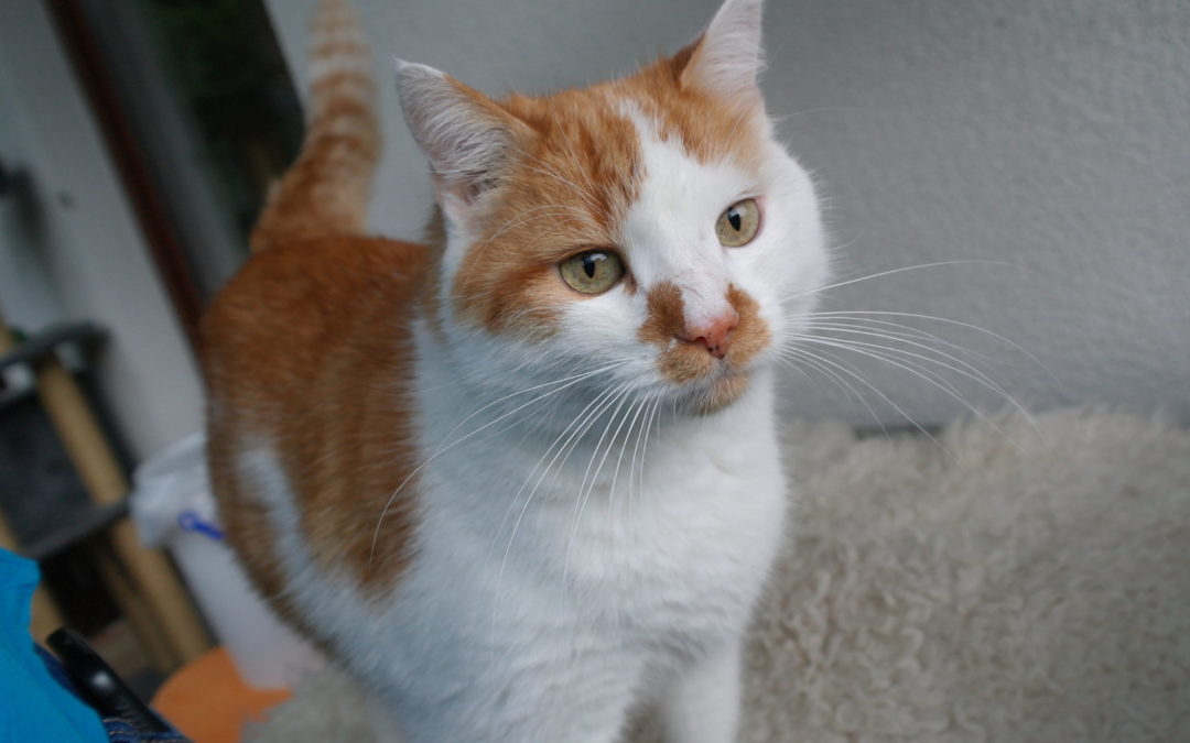 Katerle