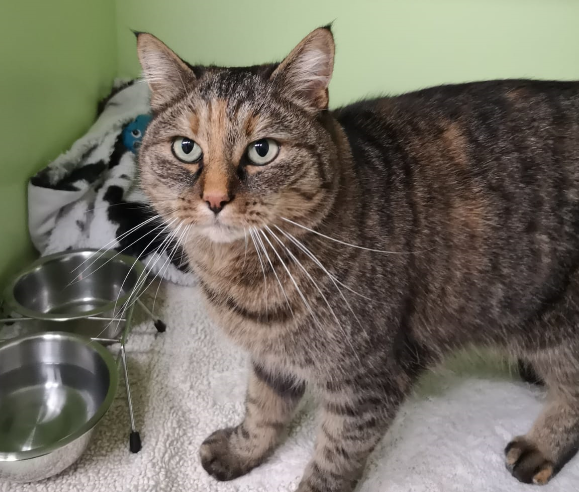Katze, Mieders(11/20)