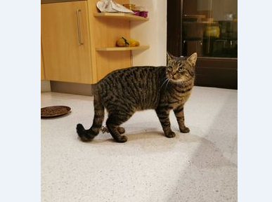 Katze, Steinach(12/20)