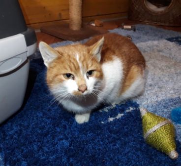 Kater, Kirchbichl (12/20)
