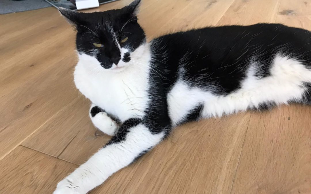 Katze, Kirchbichl (12/20)