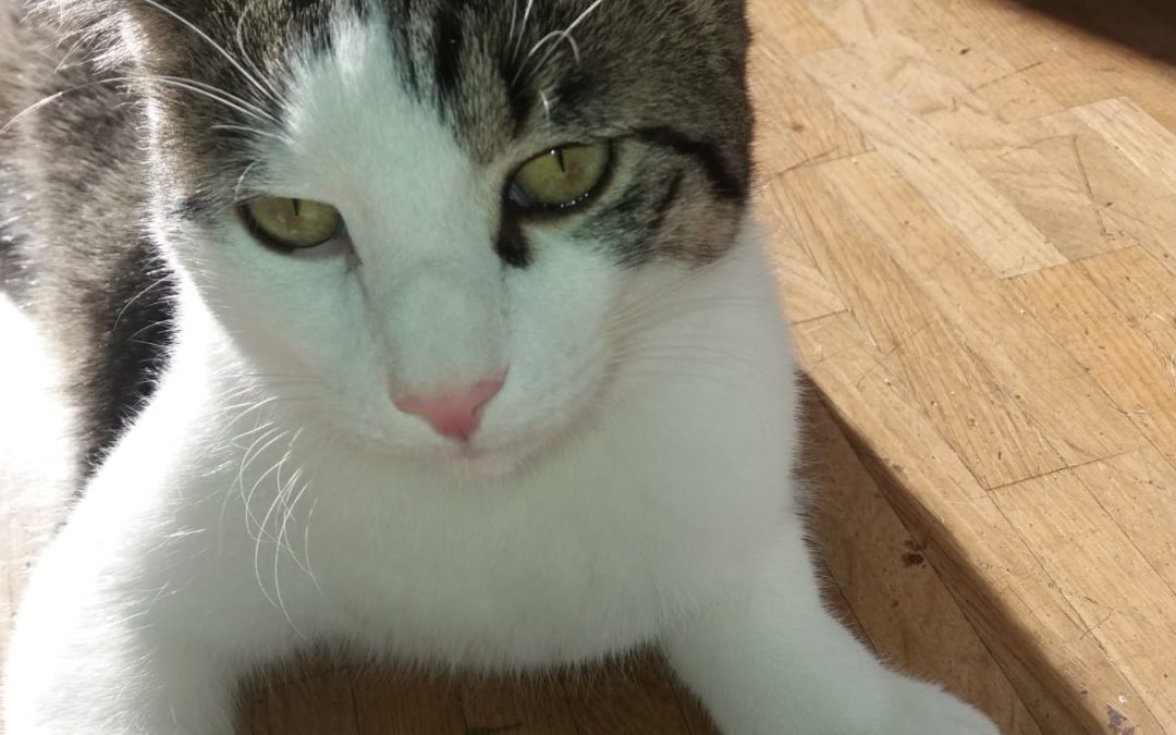 Maxi, Kirchbichl (12/20)