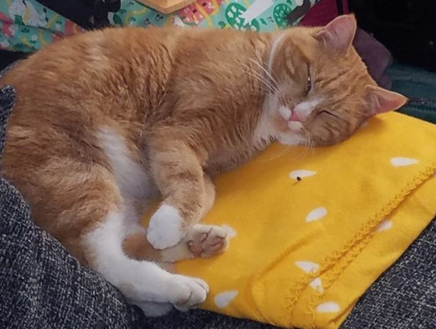 Rocket, Kirchbichl (12/20)