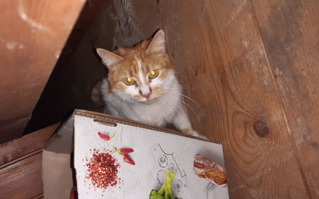 Katze, Kramsach (12/20)