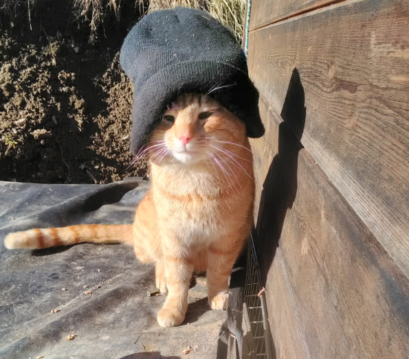 Sammy, Navis(12/20)