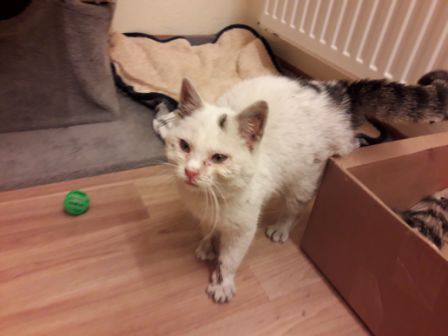 Kater, Schlitters (12/20)