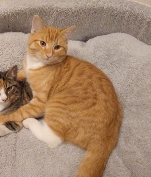 Kater, Wörgl (12/20)