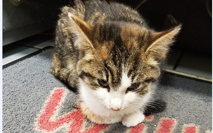 Katze, Mühlbachl (12/20)