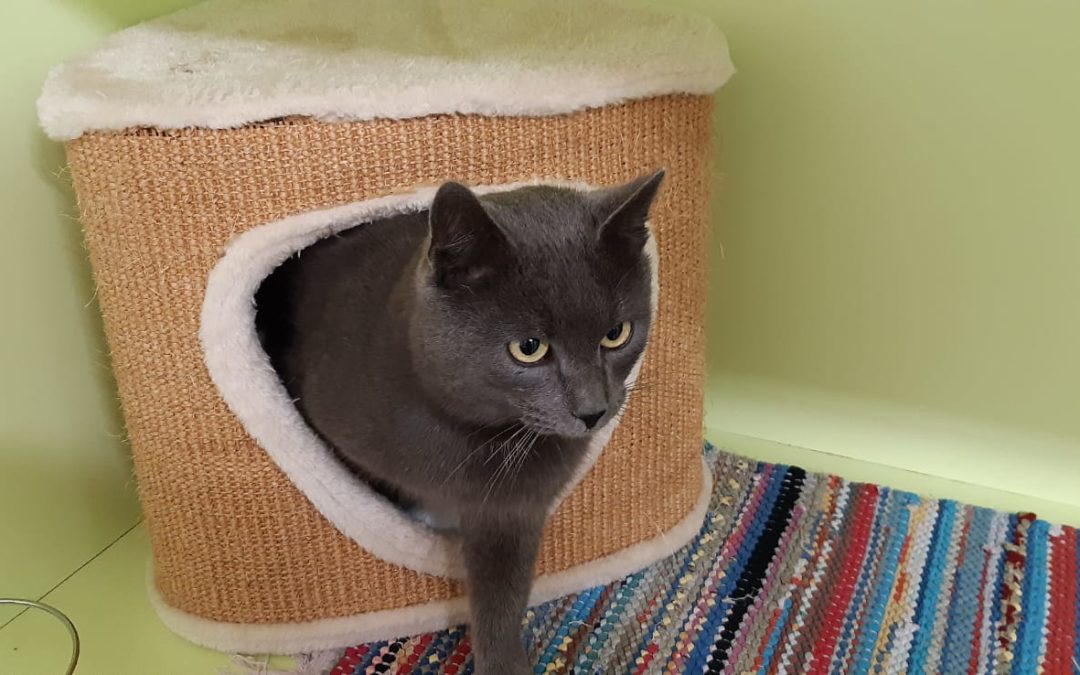 Navis, Kater (12/20)