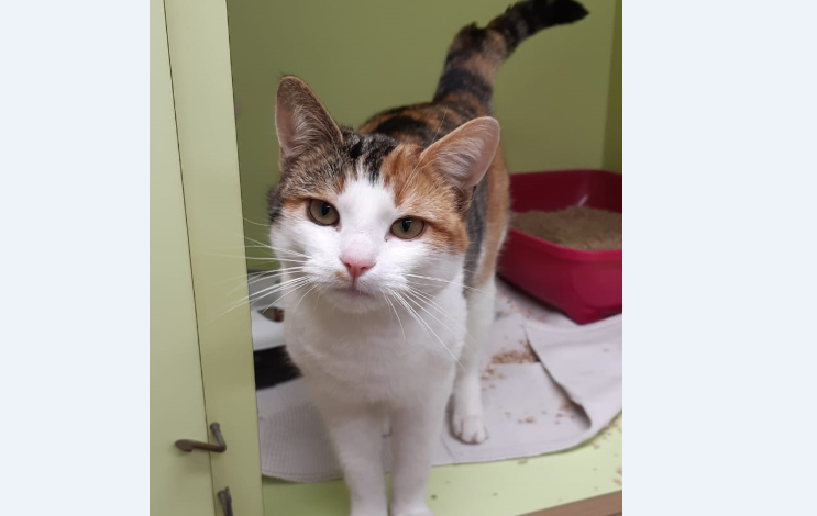 Katze, Rum (12/20)