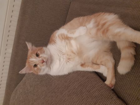 Felix, Axams(01/21)