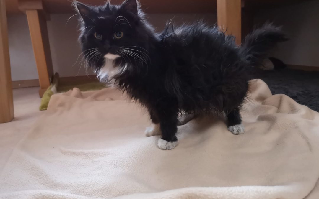 Katze, Bruckhäusl (1/21)