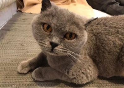 Katze, Flirsch(01/21)