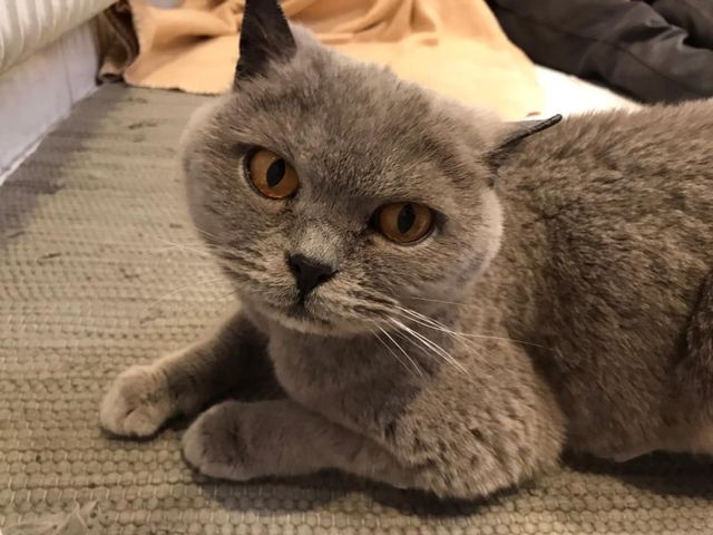Katze, Flirsch(01/21)