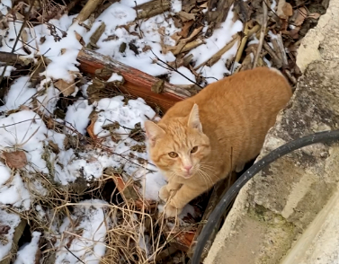 Kater, Telfs(01/20)