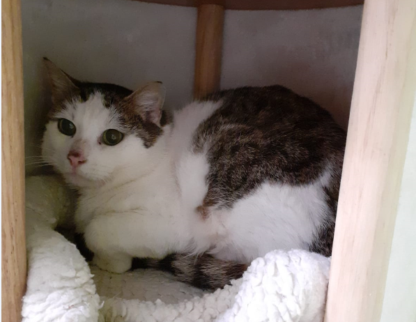 Katze, Wattens(01/20)