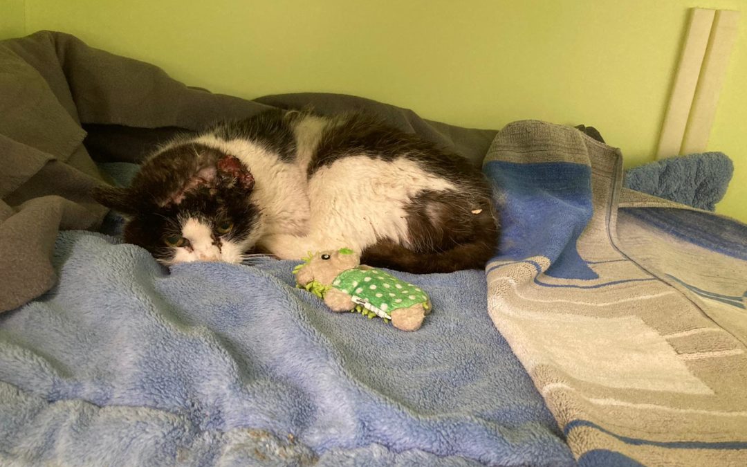 Katze, Wiesing(01/21)
