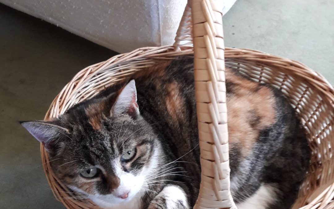 Katze, Ehenbichl(01/20)