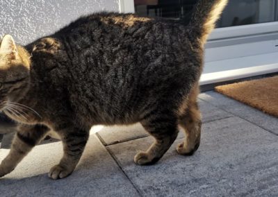 Katze, Prutz (12/20)