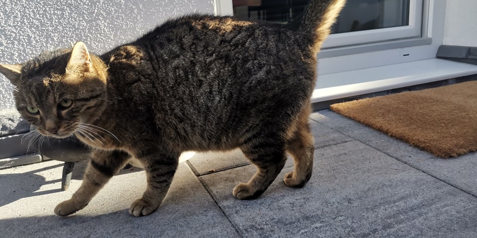 Katze, Prutz (12/20)