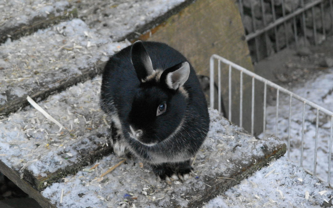 Sylvi