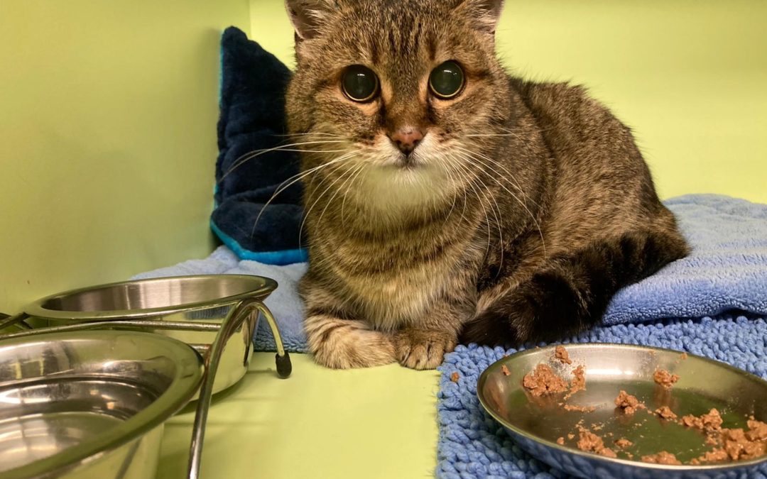 Katze, Rinn(01/21)