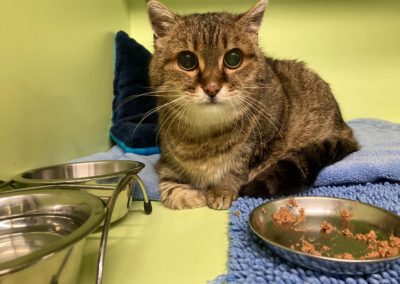 Katze, Rinn(01/21)