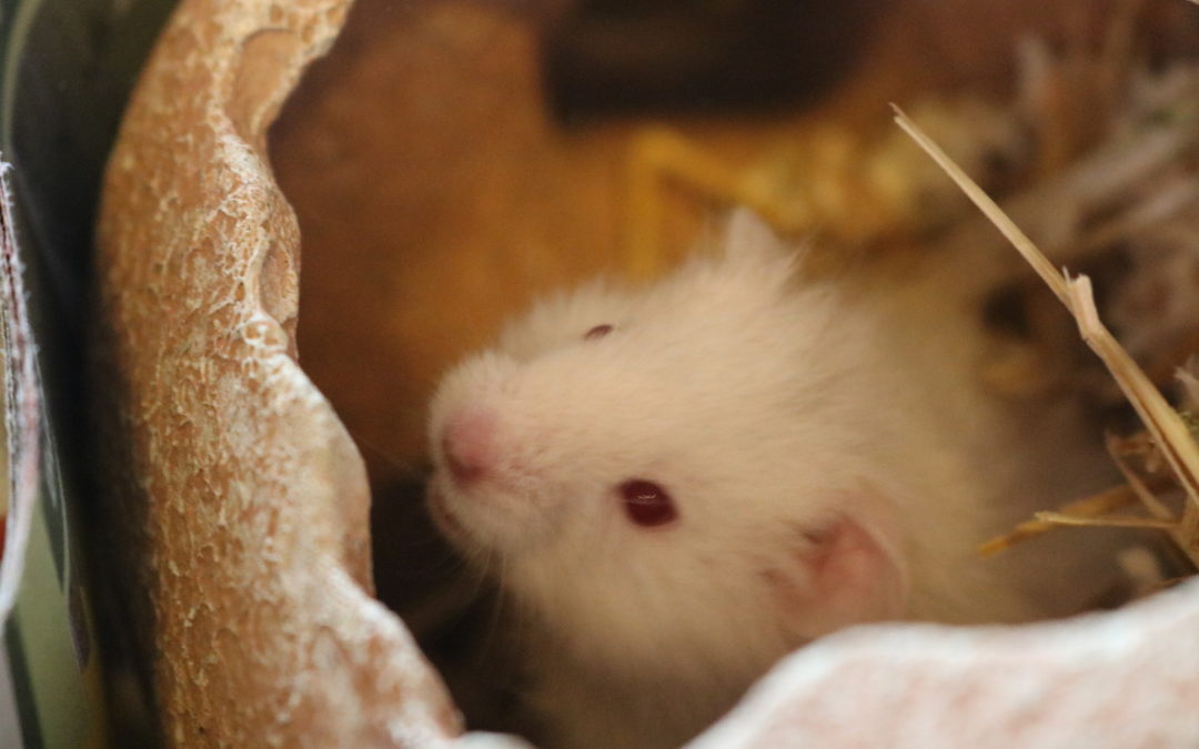 Twinni
