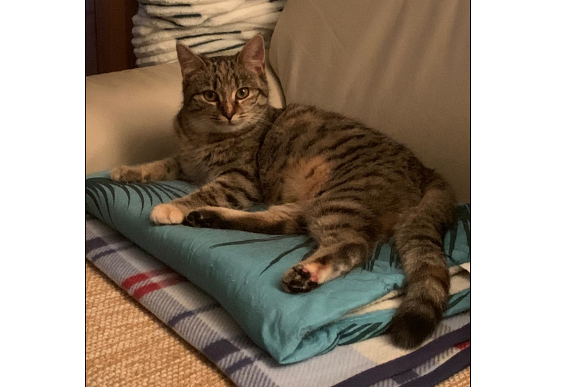 Katze, Bad Häring(01/20)