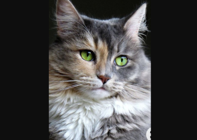 Katze, Fügen(02/21)