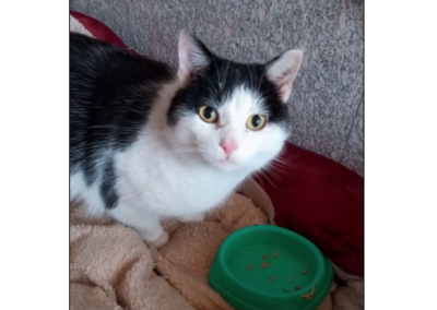 Kater, Gries(02(21)