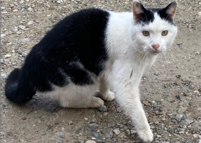Katze, Schlitters(02/21)