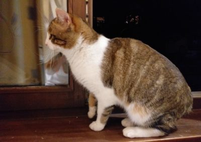 Katze, Seefeld(01/21)