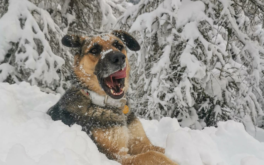 Vorsicht geboten! Wenn der Hund Schnee frisst…