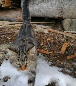 Katze, Going (3/21)