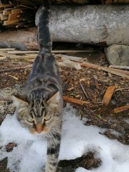 Katze, Going (3/21)