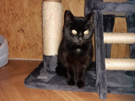 Katze, Going (3/21)