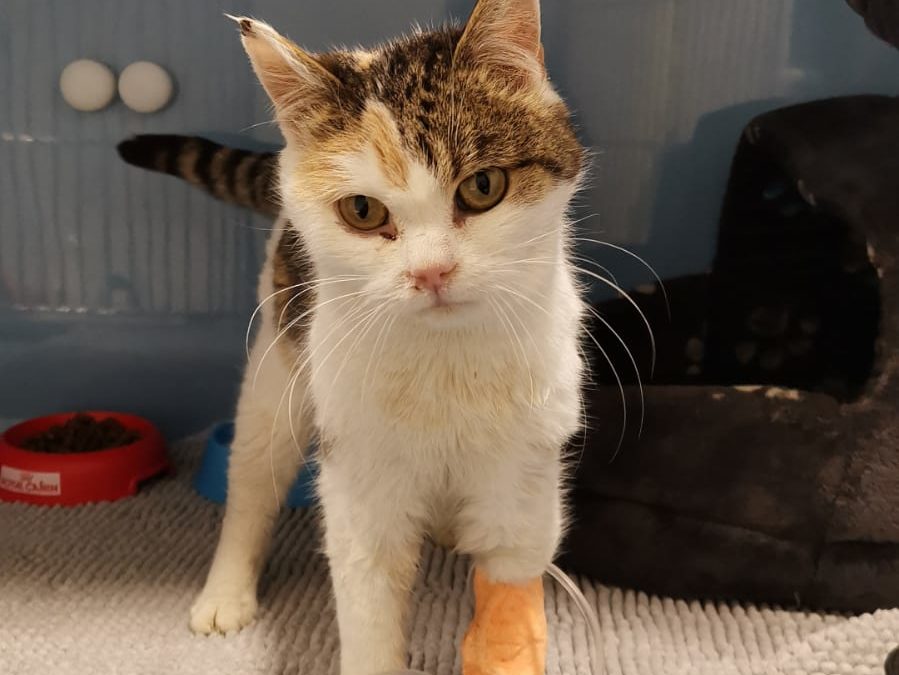 Katze, Angerberg (3/21)