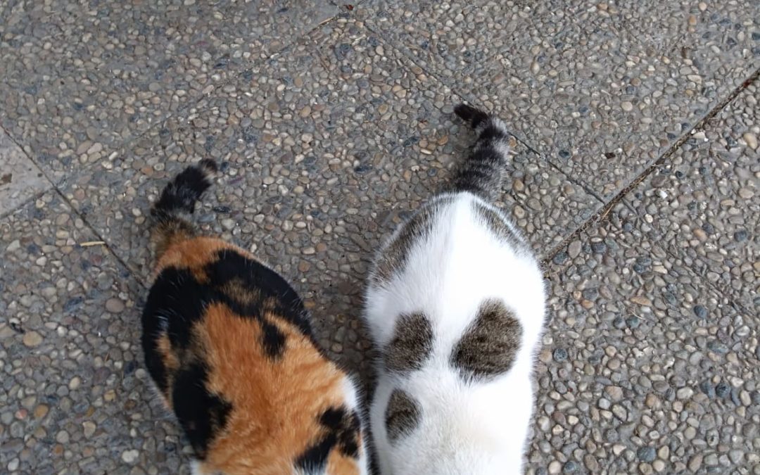 3 Katzen, Going (3/21)